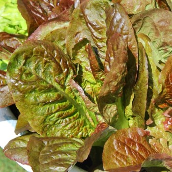 Salat Red Butter Romaine (Samen)
