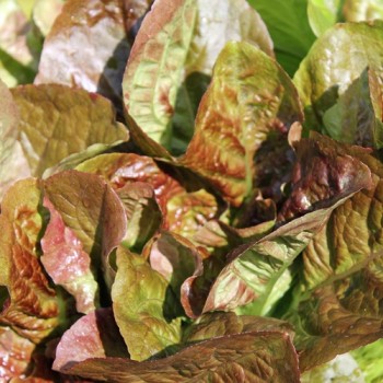 Salat Red Butter Romaine (Samen)