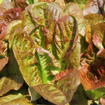 Salat Red Butter Romaine (Samen)