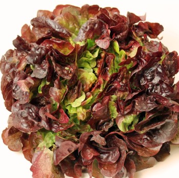 Salat Red Salad Bowl (Samen)
