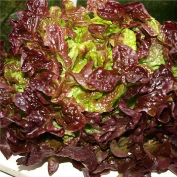 Salat Red Salad Bowl (Samen)