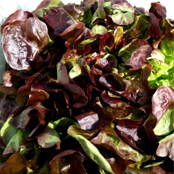 Salat Red Salad Bowl (Samen)