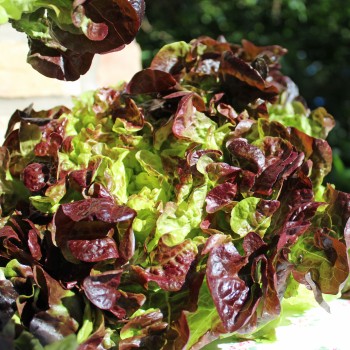 Salat Red Salad Bowl (Samen)