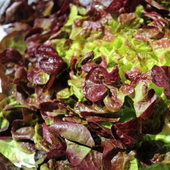 Salat Red Salad Bowl (Samen)