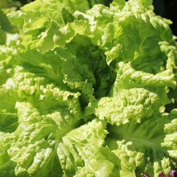 Salat Simpson (Samen)