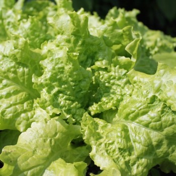 Salat Simpson (Samen)