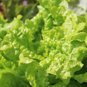 Salat Simpson (Samen)