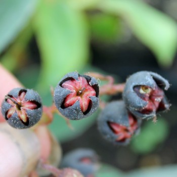 Salal-Shallon (Samen)