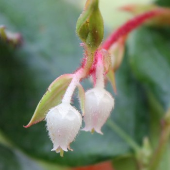 Salal-Shallon (Samen)