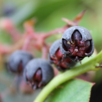 Salal-Shallon (Samen)