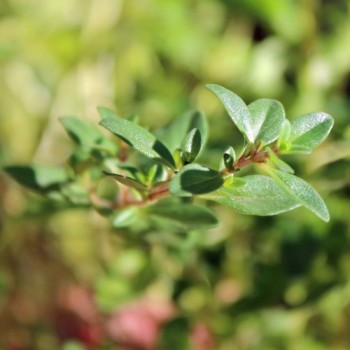 Sand-Thymian (Samen)