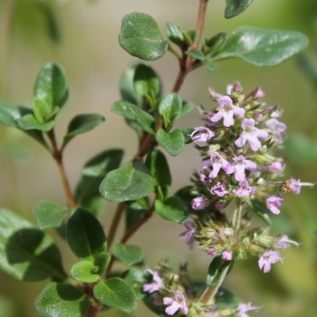 Sand-Thymian (Samen)