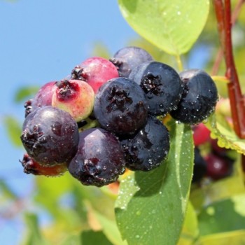 Saskatoon-Felsenbirne (Pflanze)