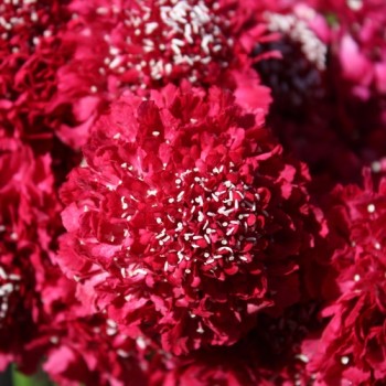 Scabiose Cherry Red (Samen)