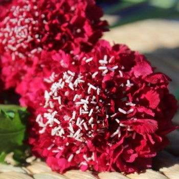 Scabiose Cherry Red (Samen)