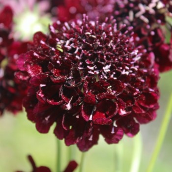 Scabiose Deep Purple (Samen)