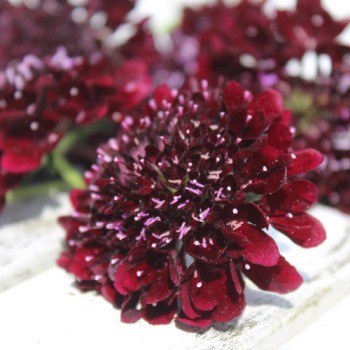 Scabiose Deep Purple (Samen)