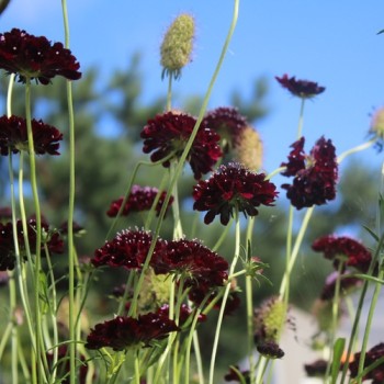 Scabiose Deep Purple (Samen)