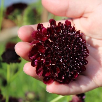 Scabiose Deep Purple (Samen)