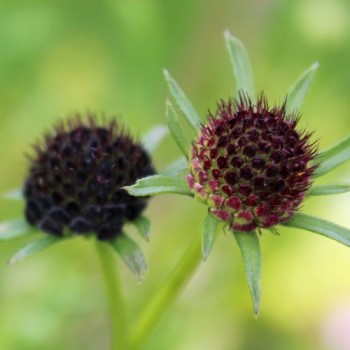 Scabiose Deep Purple (Samen)