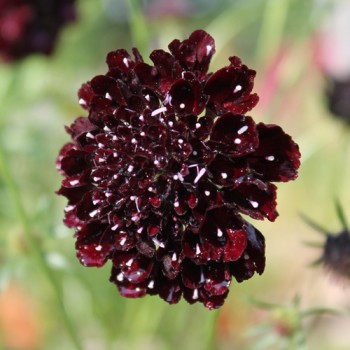 Scabiose Deep Purple (Samen)