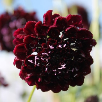 Scabiose Deep Purple (Samen)