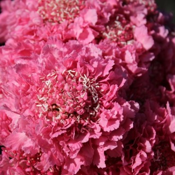 Scabiose Salmon Rose (Samen)