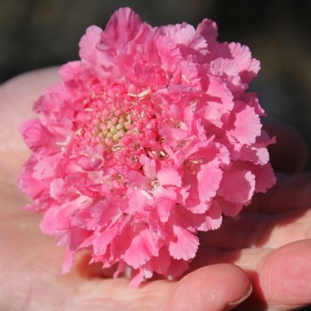 Scabiose Salmon Rose (Samen)