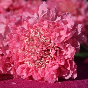 Scabiose Salmon Rose (Samen)