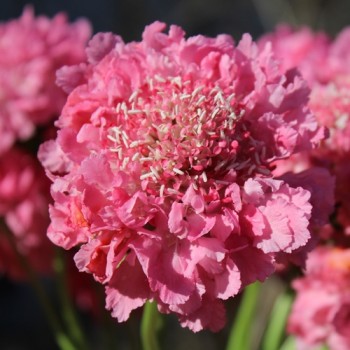 Scabiose Salmon Rose (Samen)