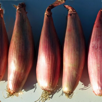 Schalotte Zebrune (Samen)