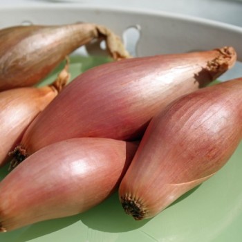 Schalotte Zebrune (Samen)