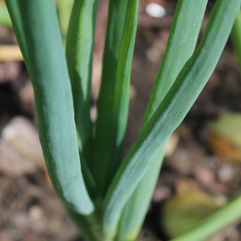 Schalotte Zebrune (Samen)