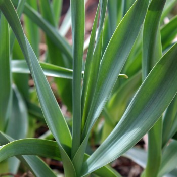 Scharfer Gelblauch - Sibirischer Knoblauch (Samen)