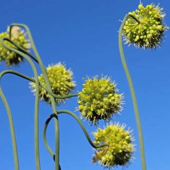 Scharfer Gelblauch - Sibirischer Knoblauch (Samen)