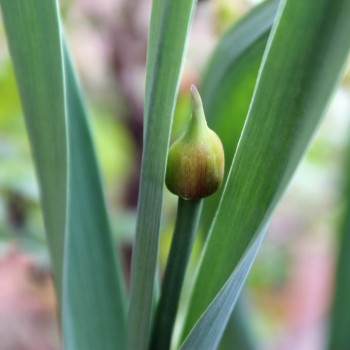 Scharfer Gelblauch - Sibirischer Knoblauch (Samen)