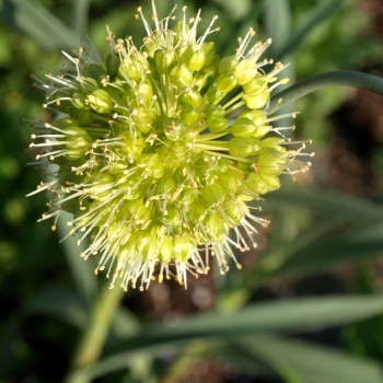 Scharfer Gelblauch - Sibirischer Knoblauch (Samen)