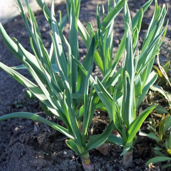 Scharfer Gelblauch - Sibirischer Knoblauch (Samen)