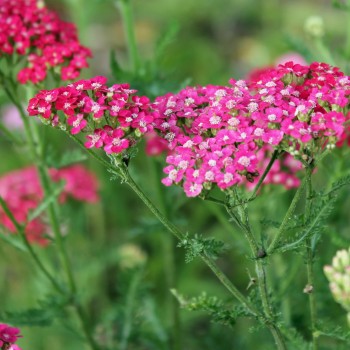 Schafgarbe Cerise Queen (Samen)