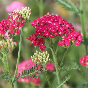 Schafgarbe Cerise Queen (Samen)