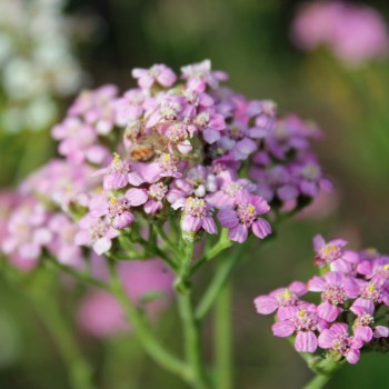 Schafgarbe Cerise Queen (Samen)