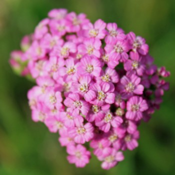 Schafgarbe Cerise Queen (Samen)