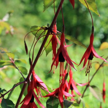 Scharlachfuchsie (Pflanze)