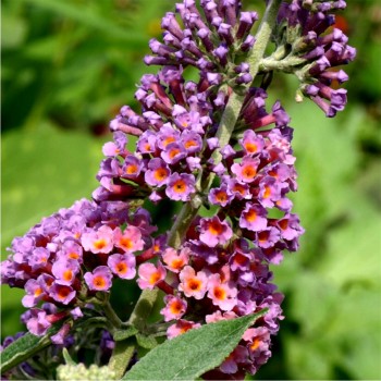Schmetterlingsflieder Bicolor (Pflanze)