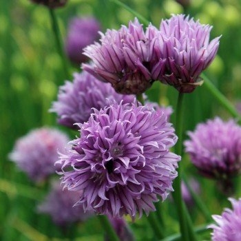 Schnittlauch Broad Leaf (Pflanze)