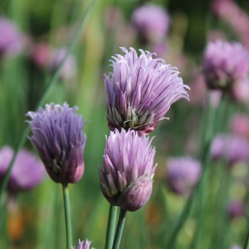 Schnittlauch Broad Leaf (Pflanze)