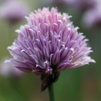 Schnittlauch Broad Leaf (Pflanze)