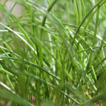 Schnittlauch Grasgrün (Pflanze)