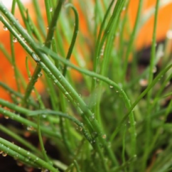 Schnittlauch Grasgrün (Pflanze)