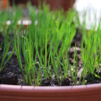 Schnittlauch Grasgrün (Pflanze)